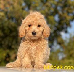 ORJİNAL MALTİPOO YAVRULARIMIZ 5