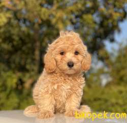 ORJİNAL MALTİPOO YAVRULARIMIZ 4