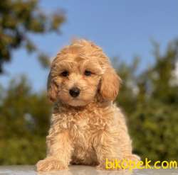 ORJİNAL MALTİPOO YAVRULARIMIZ 2