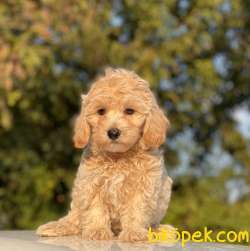 ORJİNAL MALTİPOO YAVRULARIMIZ 3