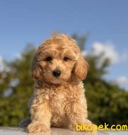 ORJİNAL MALTİPOO YAVRULARIMIZ 1