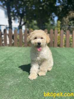 Orjinal Maltipoo Yavrularimiz 2