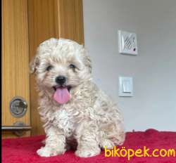 Orjinal Maltipoo Yavrularımız