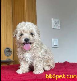 Orjinal Maltipoo Yavrularımız 2