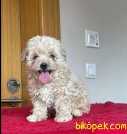 Orjinal Maltipoo Yavrularımız 3