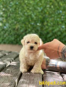 Orjinal Maltipoo Yavrularımız 0