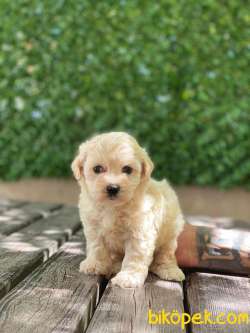 Orjinal Maltipoo Yavrularımız 3