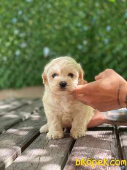 Orjinal Maltipoo Yavrularımız 4