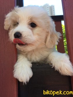Orjinal Maltipoo Yavrumuz 1