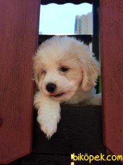 Orjinal Maltipoo Yavrumuz 2