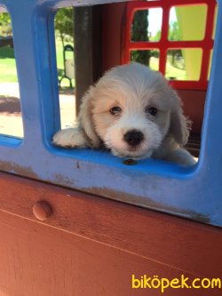 Orjinal Maltipoo Yavrumuz 3