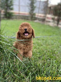 ORJİNAL MİNİ BOY POODLE YAVRULARIMIZ 1