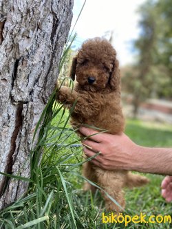 ORJİNAL MİNİ BOY POODLE YAVRULARIMIZ 3