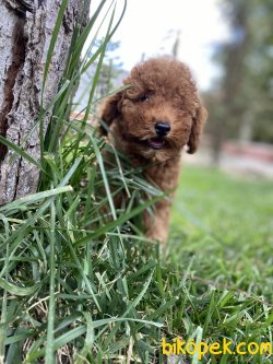 ORJİNAL MİNİ BOY POODLE YAVRULARIMIZ 2