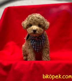 Orjinal Mini Boy Toy Poodle Yavrumuz