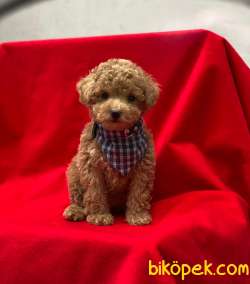 Orjinal Mini Boy Toy Poodle Yavrumuz 2