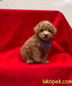 Orjinal Mini Boy Toy Poodle Yavrumuz 4