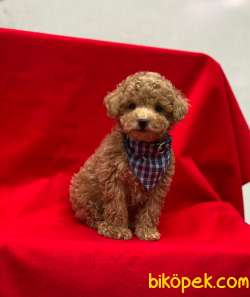 Orjinal Mini Boy Toy Poodle Yavrumuz 5
