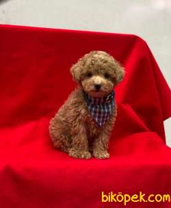 Orjinal Mini Boy Toy Poodle Yavrumuz 3