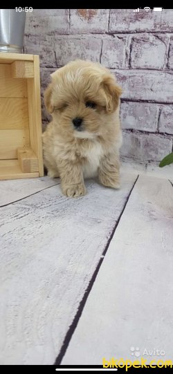 Orjinal Mini Maltipoo Yavrularımız Microchipli 2