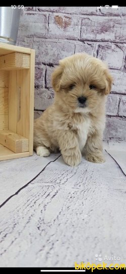 Orjinal Mini Maltipoo Yavrularımız Microchipli 1