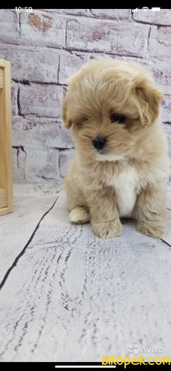 Orjinal Mini Maltipoo Yavrularımız Microchipli 3