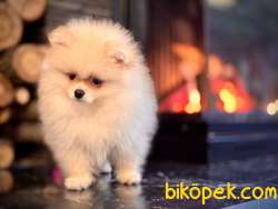 Orjinal Mini Pomerianan Boo Yavrularımız 4