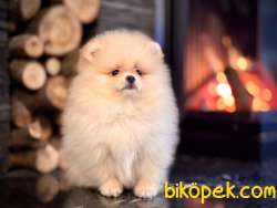 Orjinal Mini Pomerianan Boo Yavrularımız 1