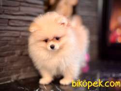Orjinal Mini Pomerianan Boo Yavrularımız 3