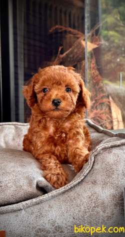 Orjinal Mini Red Toy Poodle 1