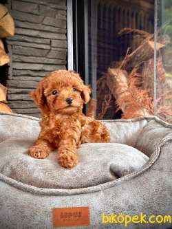 Orjinal Mini Red Toy Poodle 3