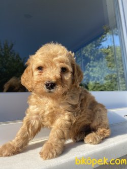 ORJİNAL MÜKEMMEL KALİTEDE MALTİPOO BEBEĞÜMİZ 3