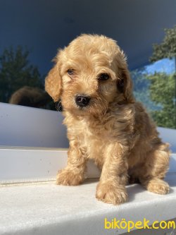 ORJİNAL MÜKEMMEL KALİTEDE MALTİPOO BEBEĞÜMİZ 2