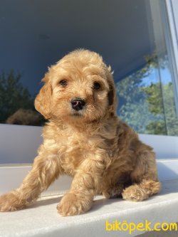 ORJİNAL NADİR BULUNAN MALTİPOO 4