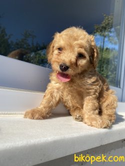 ORJİNAL NADİR BULUNAN MALTİPOO 3