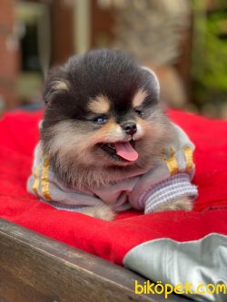 ORJINAL OZEL RENK POMERANIAN YAVRUMUZ 1