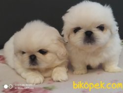 ORJİNAL PEKİNES 3