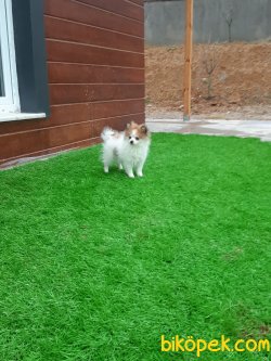 Orjınal Pomerainan Boo Yavruları Burda 4