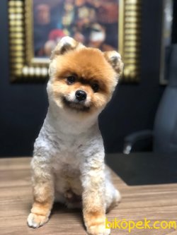 ORJİNAL POMERANİAN BOO 1