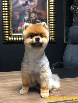 ORJİNAL POMERANİAN BOO 3