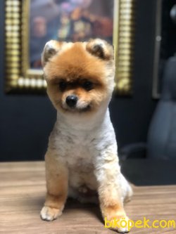 ORJİNAL POMERANİAN BOO 2