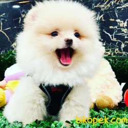 Orjinal Pomeranian Boo 4