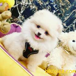 Orjinal Pomeranian Boo 1