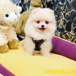 Orjinal Pomeranian Boo 3