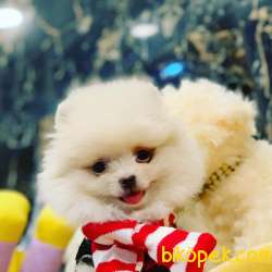 Orjinal Pomeranian Boo 2