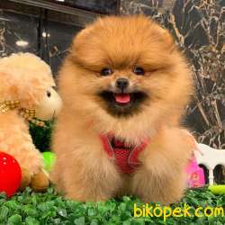 Mükemmel Kalite Orjinal Pomeranian Boo 2