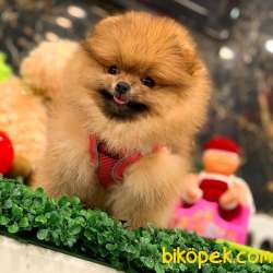 Mükemmel Kalite Orjinal Pomeranian Boo 5