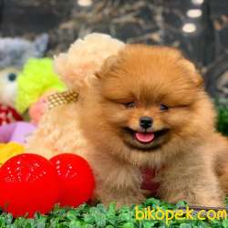 Mükemmel Kalite Orjinal Pomeranian Boo 4