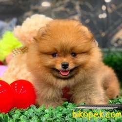 Mükemmel Kalite Orjinal Pomeranian Boo 3