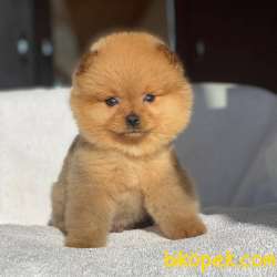 Orjinal Pomeranian Boo 2